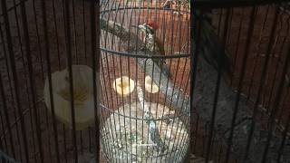 Burung Caladi  Jambulnya Keren 😂 shortvideo storykicau storywa burungcaladi [upl. by Asillem]