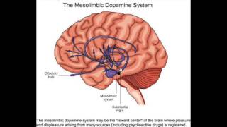 The Arousal Theory of Motivation [upl. by Aehr]