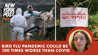 Bird flu pandemic could be ‘100 times worse’ than COVID scientists warn [upl. by Aufmann]