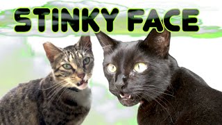 Stank Face  Cats Give THAT Look After Sniffing Car  Flehmen Response Stinky Face [upl. by Raynard580]