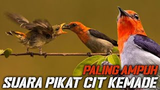 Suara Pikat Cit kemade Paling Ampuh [upl. by Atelahs]