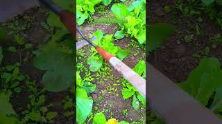 Healing rural lifepickingfruitvegetablerural lifesatisfyingagriculture harvestingnature [upl. by Maffa]