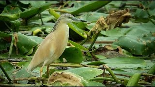 Squacco heron  Ardeola ralloides  Ralreiger  Kruibeke  Belgium  1772016 [upl. by Desiri]