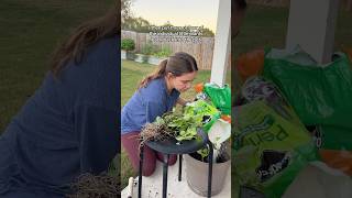 new plant🌱gardeningtips backyardgarden houseplants pothosplant houseplant plantcare plants [upl. by Alat]