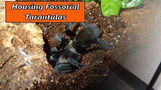 Fossorial Tarantula Enclosures  Simplified [upl. by Kcirdor86]