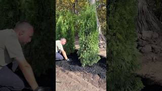 Planting Emerald Green Arborvitae Trees Part 2 of 3  landscaping planting shorts short tree [upl. by Esorylime653]