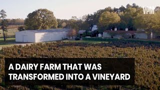 History of Ingleside Vineyards [upl. by Llain135]