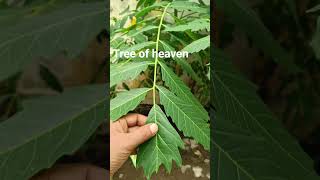 Ailanthus excelsaAralu tree ayurveda viralvideo [upl. by Okramed]