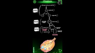 Ovogênese biologia [upl. by Nylear]