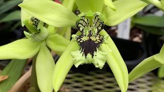 OrchidWeb  Coelogyne pandurata the black lipped orchid [upl. by Ecyak]