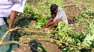 guava tree grafting [upl. by Romelda]