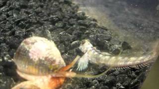 Cone Snail video [upl. by Kenay]