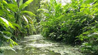 Canoe ride at Sloth Sanctuary  Costa Rica 33 [upl. by Oruntha]