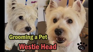 Grooming a Pet Westie Head with Tipped Ears  West Highland White Terrier Groom  Ginas Grooming [upl. by Adolphe]