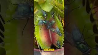 Insect eating plant🐛🍀 ytshorts facts interestingfacts [upl. by Vinna329]