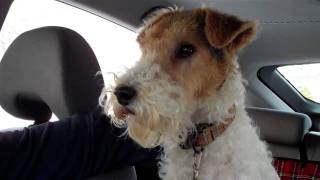 Ready to Roll  Abby Wire Fox Terrier [upl. by Garcia]