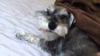 Mini Schnauzer  Wake up Bentley [upl. by Nazus793]