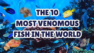 The 10 Most Venomous Fish in the World [upl. by Otrebile]