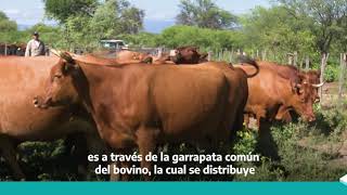 Babesiosis bovina nueva herramienta para su diagnóstico [upl. by Festatus]