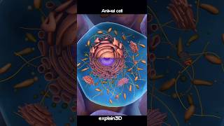 Animal And Plant Cells shorts animalcell plantcell youtubeshorts scienceexperiment [upl. by Ryley]