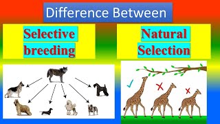 Difference between Selective Breeding and Natural Selection [upl. by Hosbein]