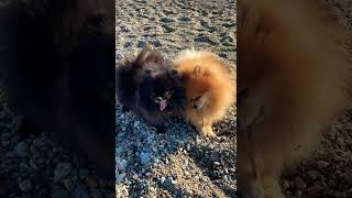 Volpino di Pomeranian at the beach ボルピーノ ディ ポメラニアン [upl. by Acinehs]