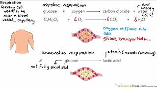 Aerobic and Anaerobic Respiration for AQA 91 GCSE Biology and Trilogy Combined Science [upl. by Agnizn]