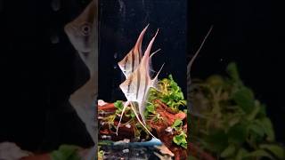 Altum Angelfish tank setup angelfish altum angelfishtank آکواریوم shortsviral [upl. by Ihcalam969]