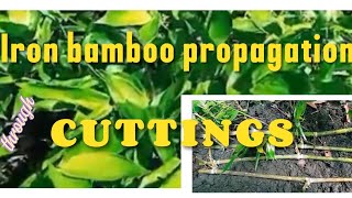 Iron Bamboo Propagation through Cuttings [upl. by Cerys]