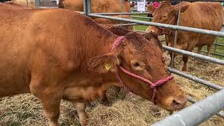 Widecombe Fair Devon England 2022 [upl. by Tymothy]