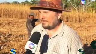 Sorgo Para Produção de Vassouras [upl. by Adle]