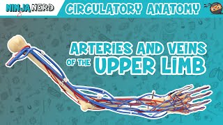 Circulatory System  Arteries amp Veins of the Upper Limb  Vascular Arm Model [upl. by Otrebtuc]