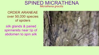 SPINED MICRATHENA spider [upl. by Mail201]