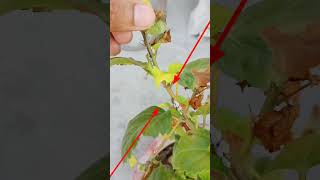 shorts MEALY BUG TREATMENT  Simple solution for mealy bug white insects  Simple Aphids Sol [upl. by Hallett]