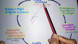 Leishmania donovani kala azarleishmaniasis life cycleclinical featurelab diagnosis of kala azar [upl. by Eimat849]