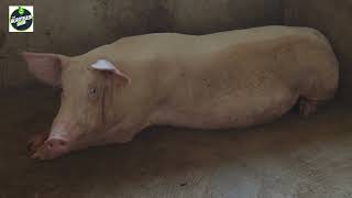 Retirement plan Making Millions from pig Farming [upl. by Lemmie]