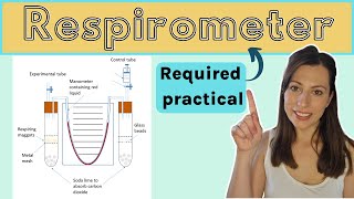 Alevel Biology RESPIROMETER AQA required practical How to measure the rate of respiration [upl. by Onurb]