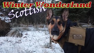 🏴󠁧󠁢󠁳󠁣󠁴󠁿 Take a long walk with a GSD in a Scottish Winter Wonderland HarleyBearProductions [upl. by Lasky93]