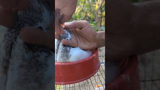 Kabutar Treatment pigeon nest birds pigeonpigeon pets piegeon dove bathingpigeon [upl. by Nottus]