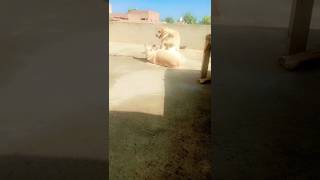 🐕🐕😛 Labra dog song [upl. by Haneekas]