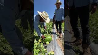 Comiendo sandía recién cortada en el rancho fruta sandía cosecha [upl. by Anitac]