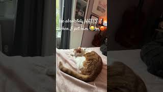 Cohete 🐈 hates to be petted cat funnycats donttouchme catlover [upl. by Arley]