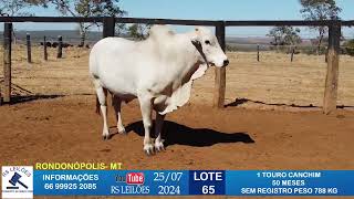 LOTE 65  1 TOURO CANCHIM 50 MESES 788KG [upl. by Anilegnave]