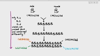 172 Genetic Variation Cambridge AS A Level Biology 9700 [upl. by Maxwell]