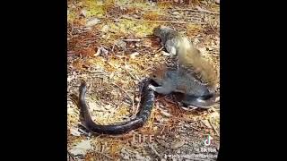 Sorprendente😱 como una madre ardilla 🐿️ salva a su cría de ser asfixiada por una serpiente 🐍 [upl. by Nevai958]