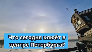 70 спиннинг Что клевало в центре Петербурга 15 апреля [upl. by Suez783]