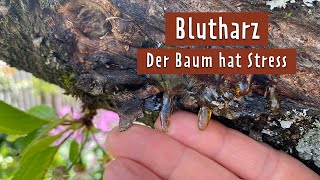 Kirschbaum blutet und trägt keine Früchte Das hilft  MDR Garten [upl. by Doughman]