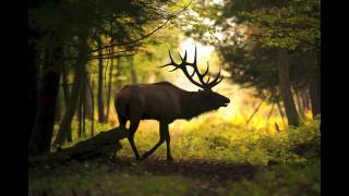 A look at Pennsylvanias elk herds [upl. by Naus288]