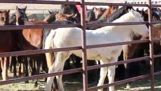 Palomino Valley Adoption Center New Wild Horses December 2016 [upl. by Thinia272]