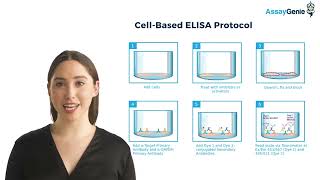 Cell Based and Phospho ELISA Kits [upl. by Egiedan865]